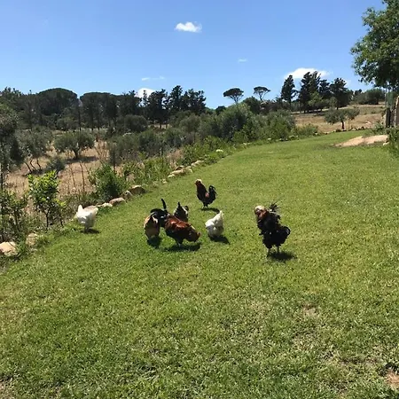 Vakantieboerderij Is Conchisceddas *