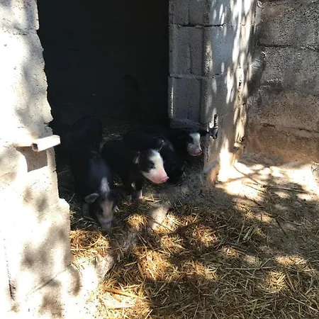 Farmház Is Conchisceddas