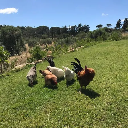Vakantieboerderij Is Conchisceddas