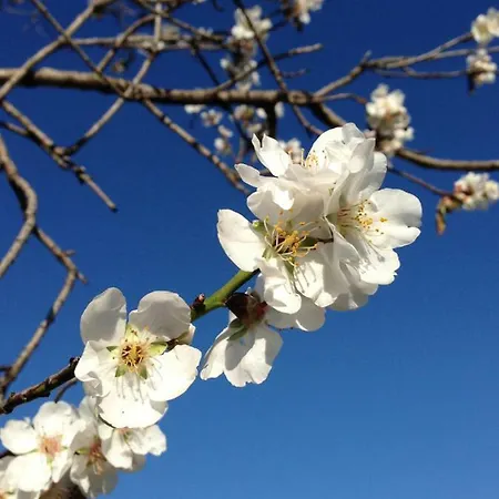 Is Conchisceddas * Gonnosfanàdiga