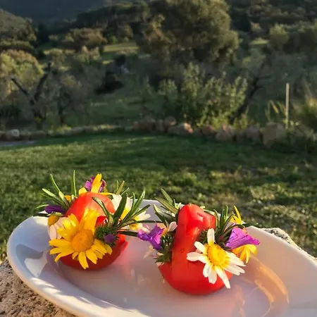 Is Conchisceddas Feriegård *