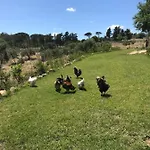 Vakantieboerderij Is Conchisceddas *