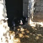 Фермерский дом Is Conchisceddas