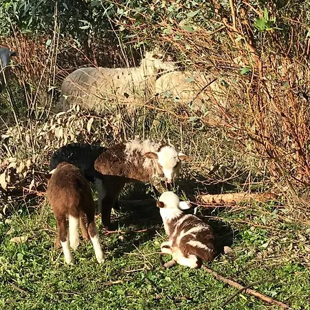 Is Conchisceddas Bauernhof