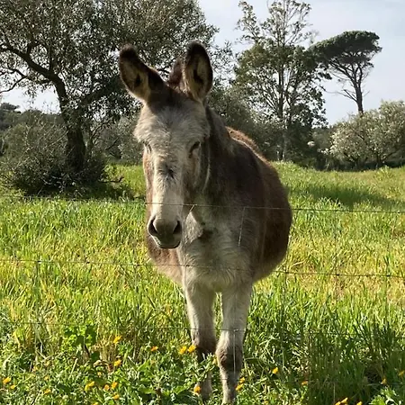 Is Conchisceddas Vakantieboerderij Gonnosfanàdiga