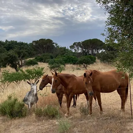 Is Conchisceddas Vakantieboerderij Gonnosfanàdiga