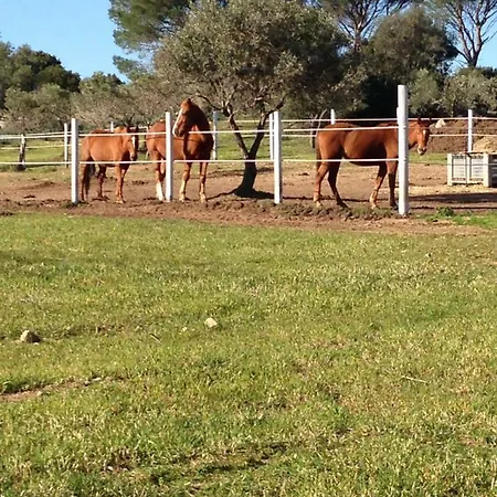 Is Conchisceddas Gonnosfanàdiga