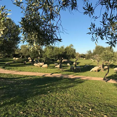 Lantgård Is Conchisceddas Gonnosfanàdiga
